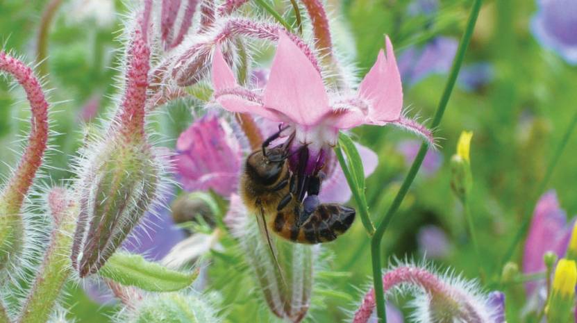 abeille-butine-1024.jpg Les villes peuvent-elles sauver les abeilles ?