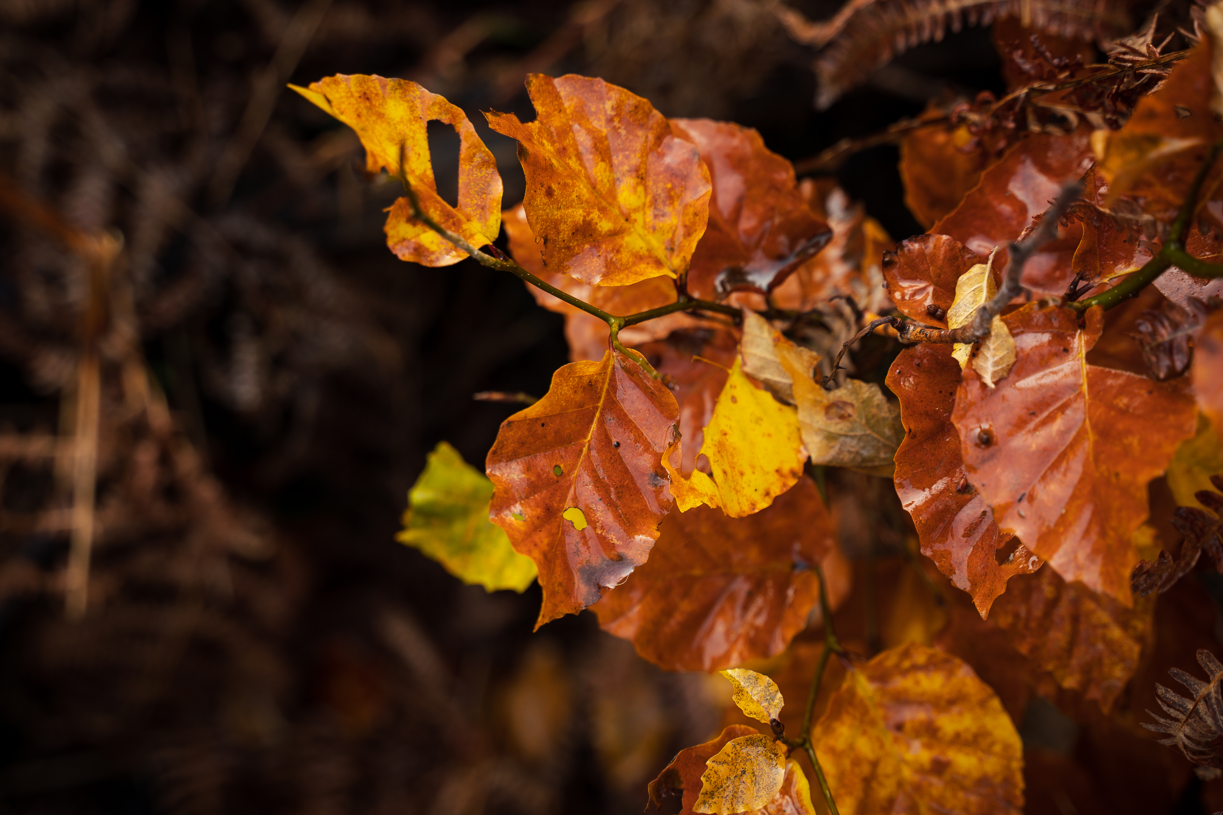 Follow us on Instagram to see more beautiful autumn images. 