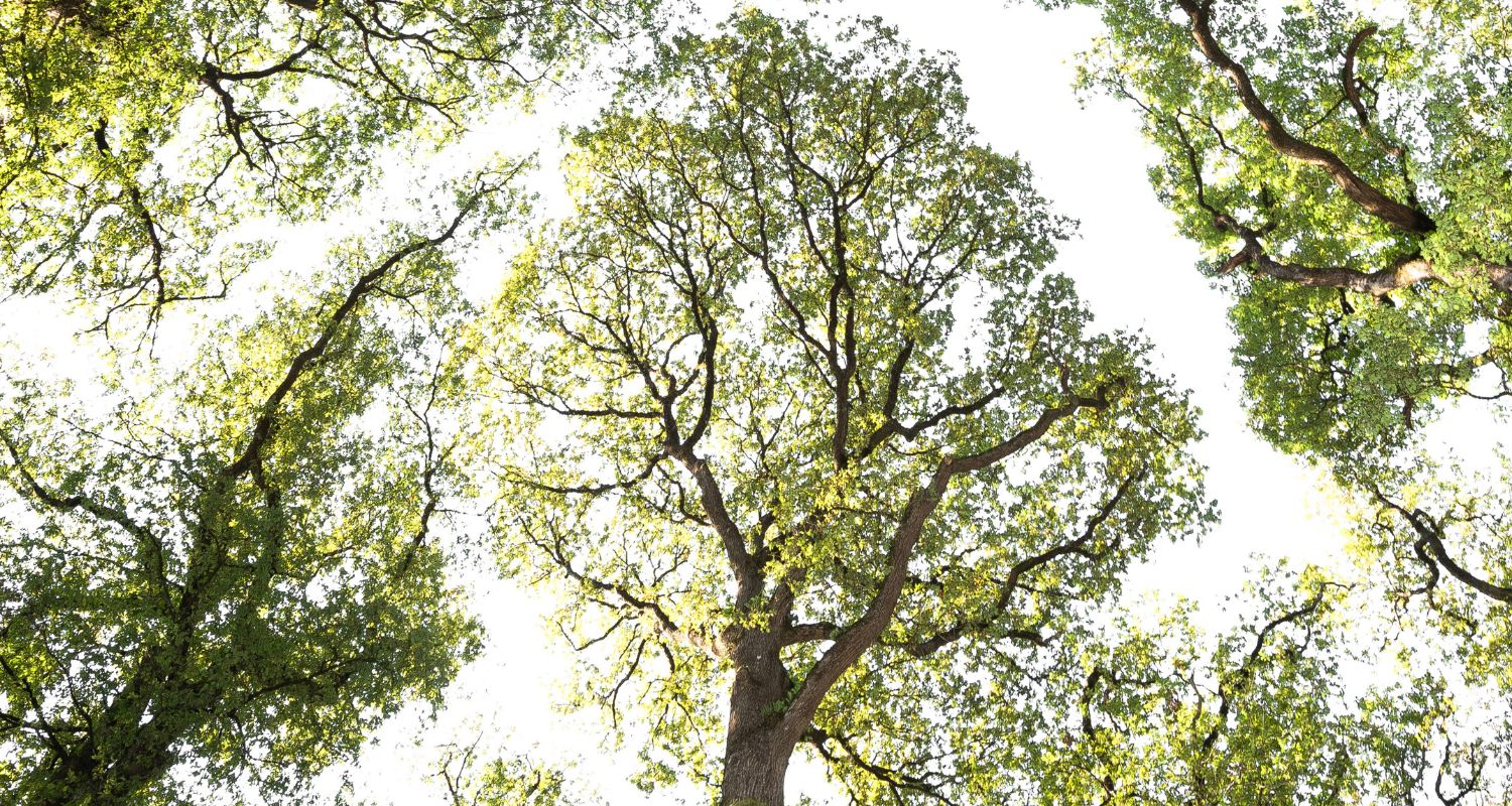 A misty forest carbon-offset project, representative of the kind of nature-based project that issues voluntary carbon credits.