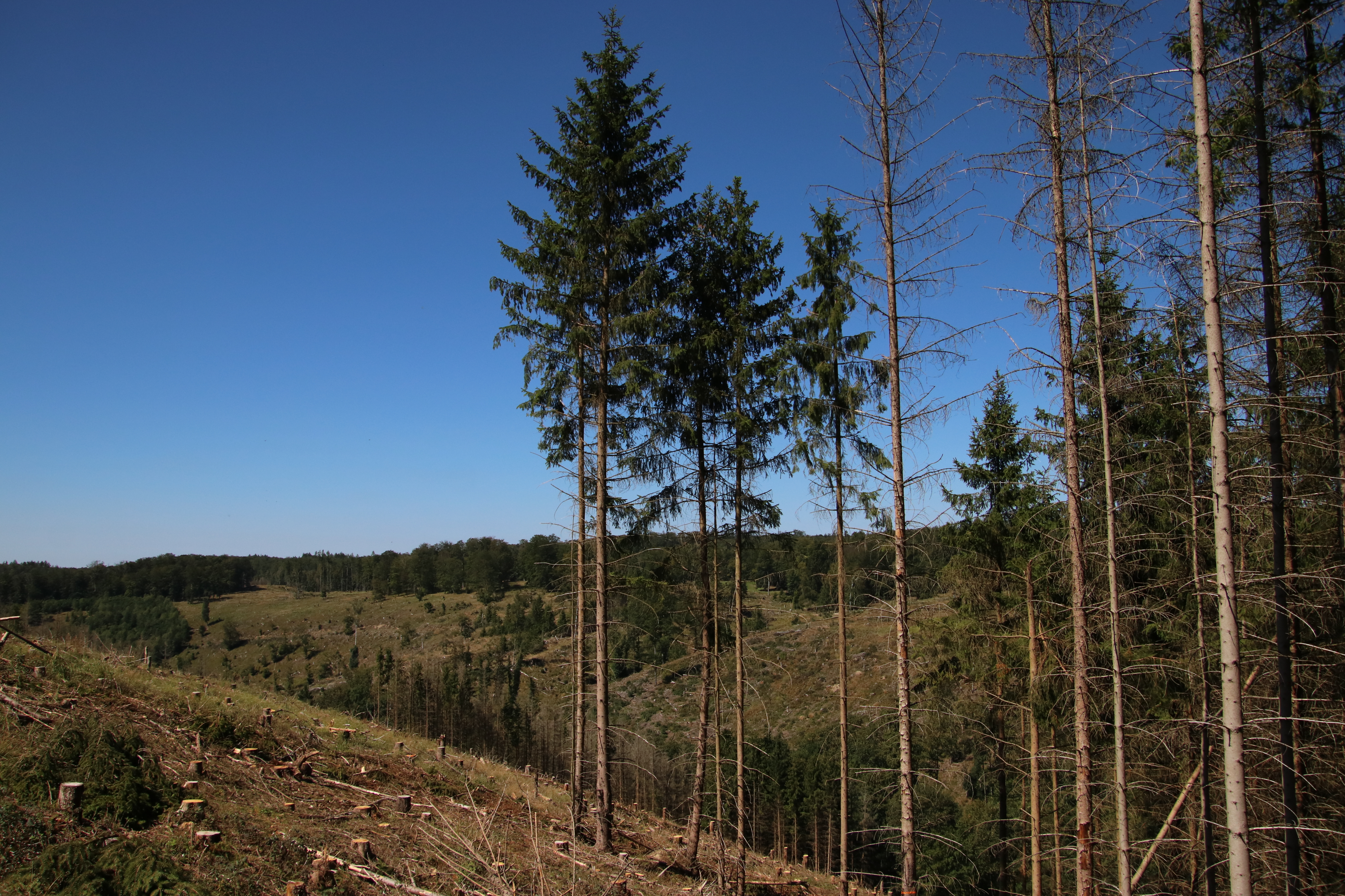 Aktuell geht es vielen Deutschen Wäldern extrem schlecht (wie hier im Harz) - Finanzierung und Umsetzung müssen dringend beschleunigt werde.
