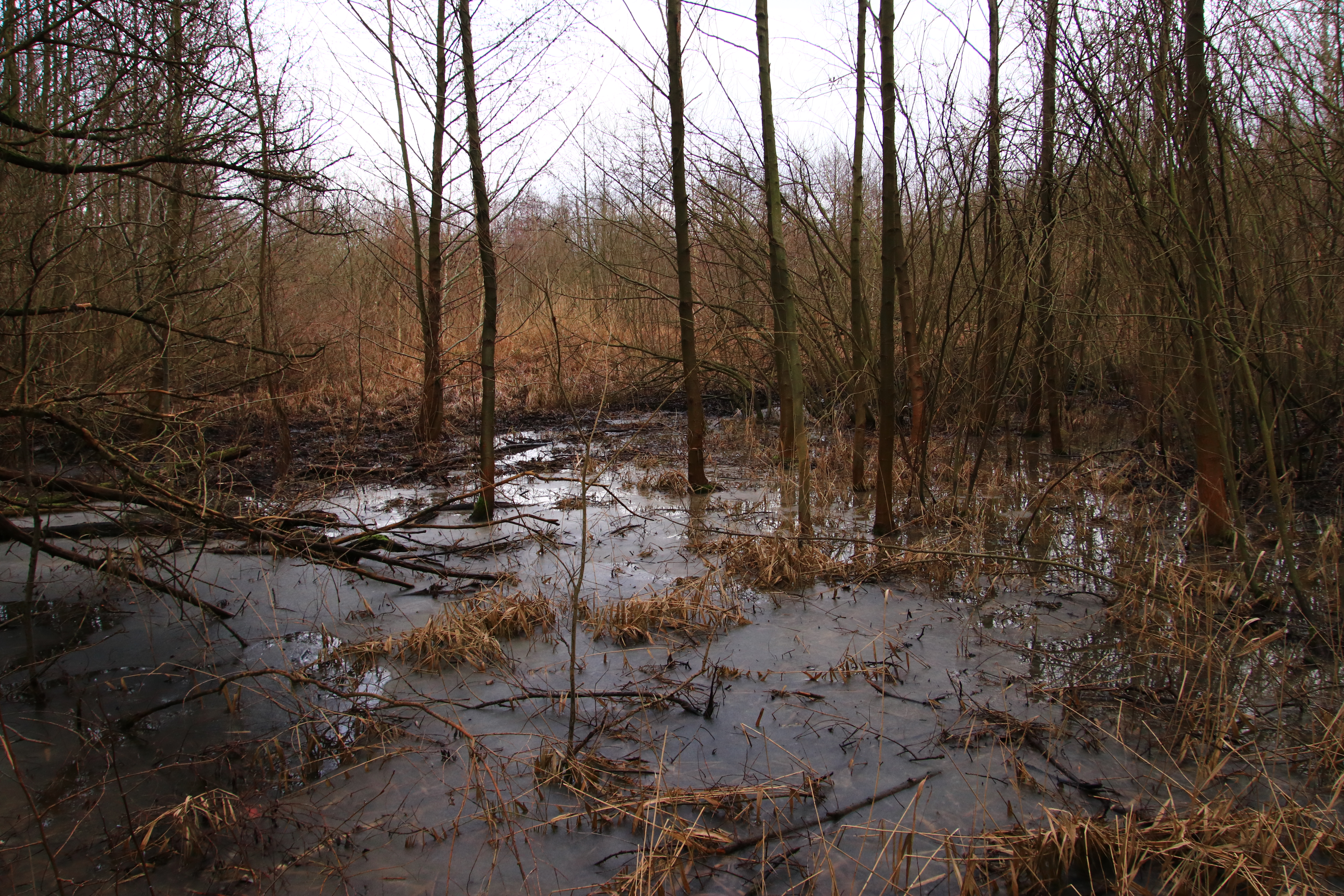 Renaturierungsprojekt auf der Waldmannswiese