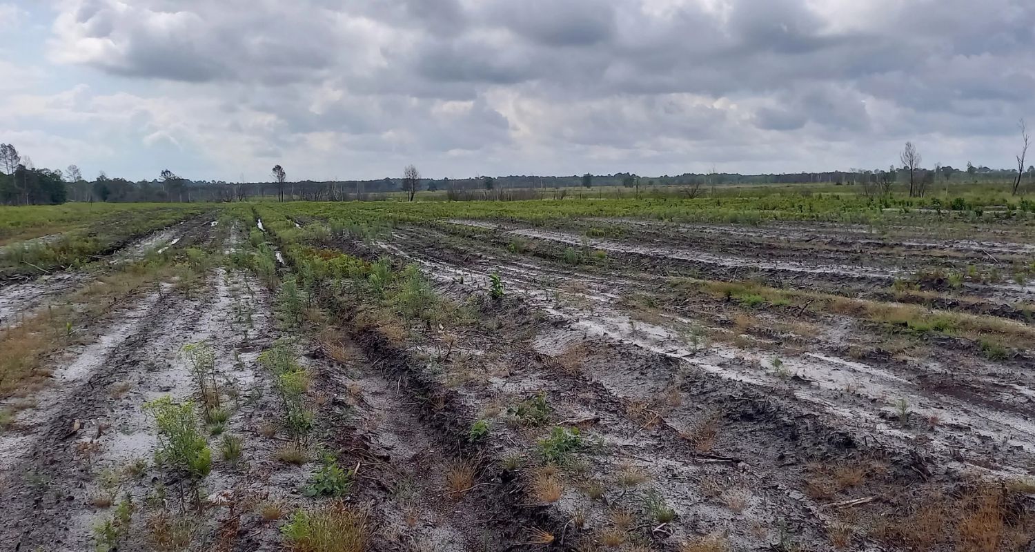 Forêt brûlée de Landiras en 2023