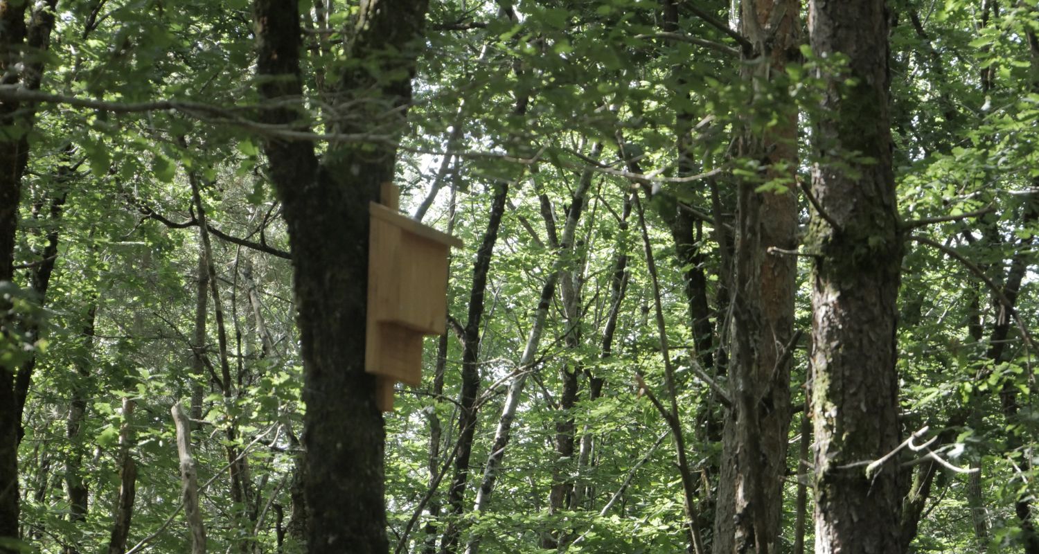 Nichoir en forêt pour la biodiversité
