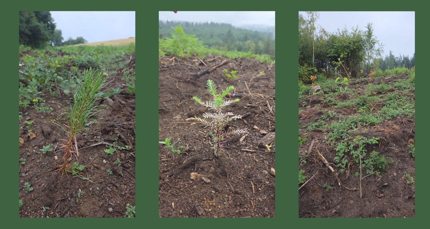Jeunes plantations dans la forêt de Lacelle - EcoTree