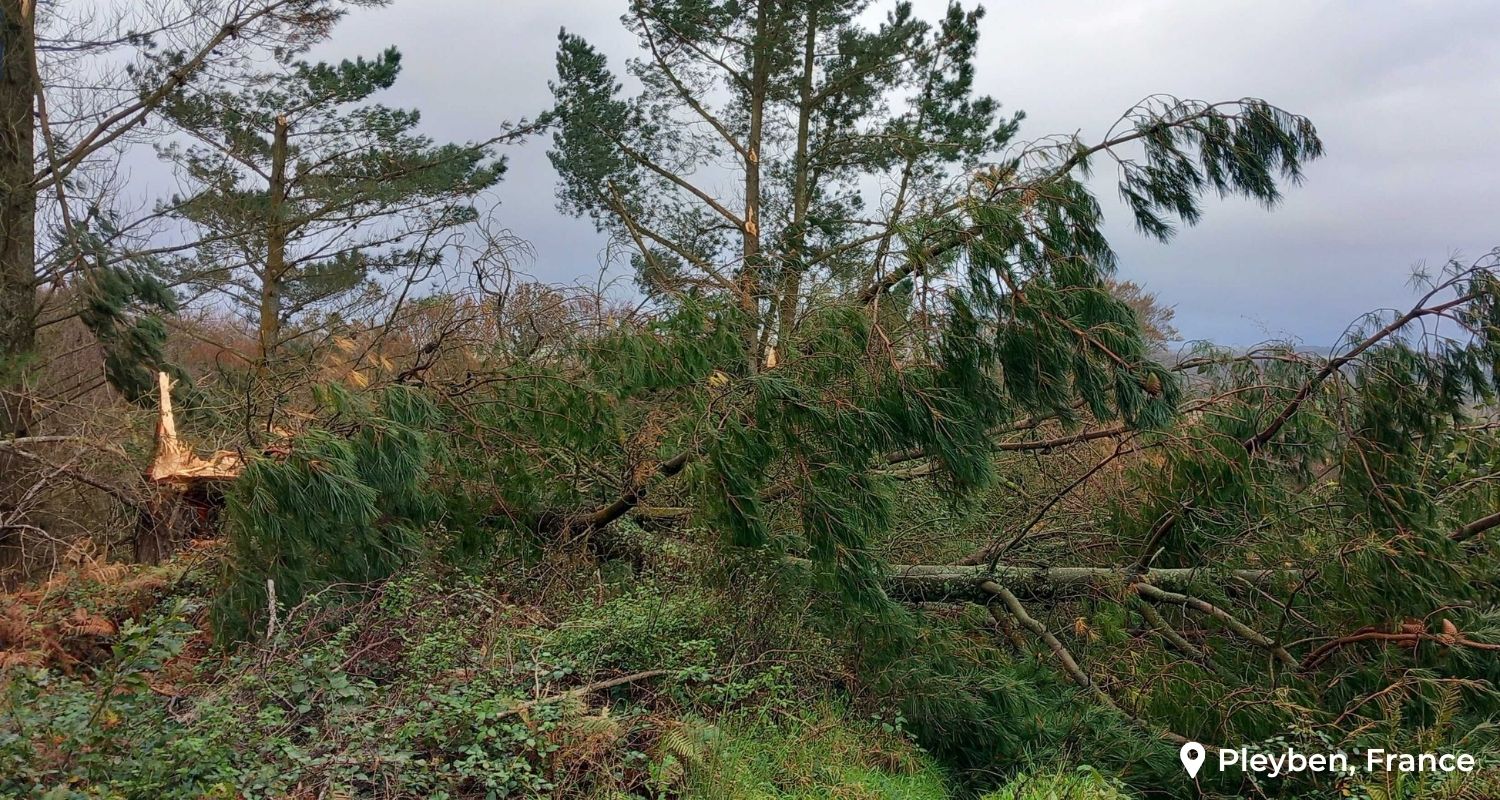 We had to carry out unplanned partial cuts in the Pleyben forest after the storm in 2023