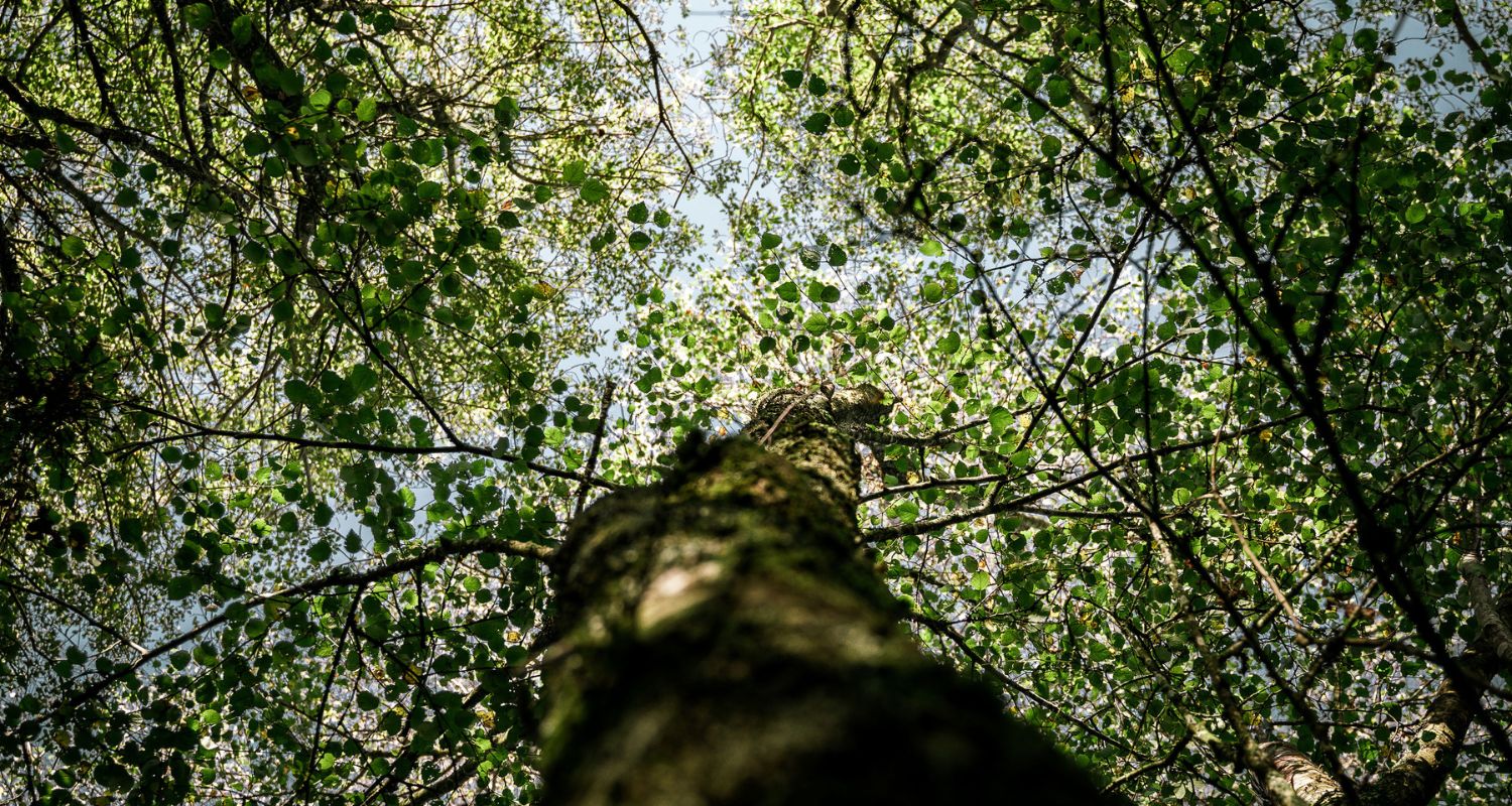 Old tree in the forest