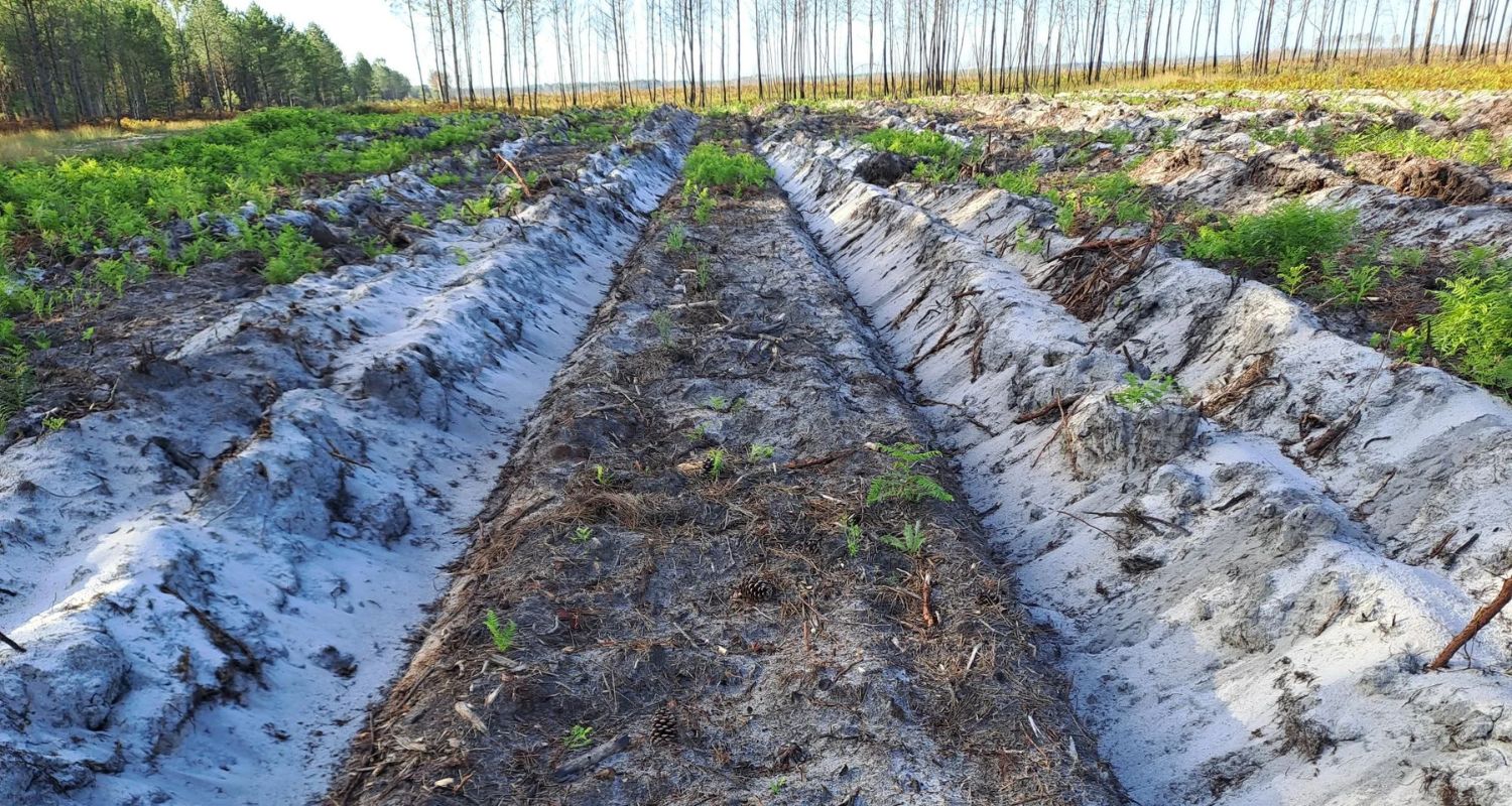 Forêt de Landiras brûlée terrain préparé en 2024