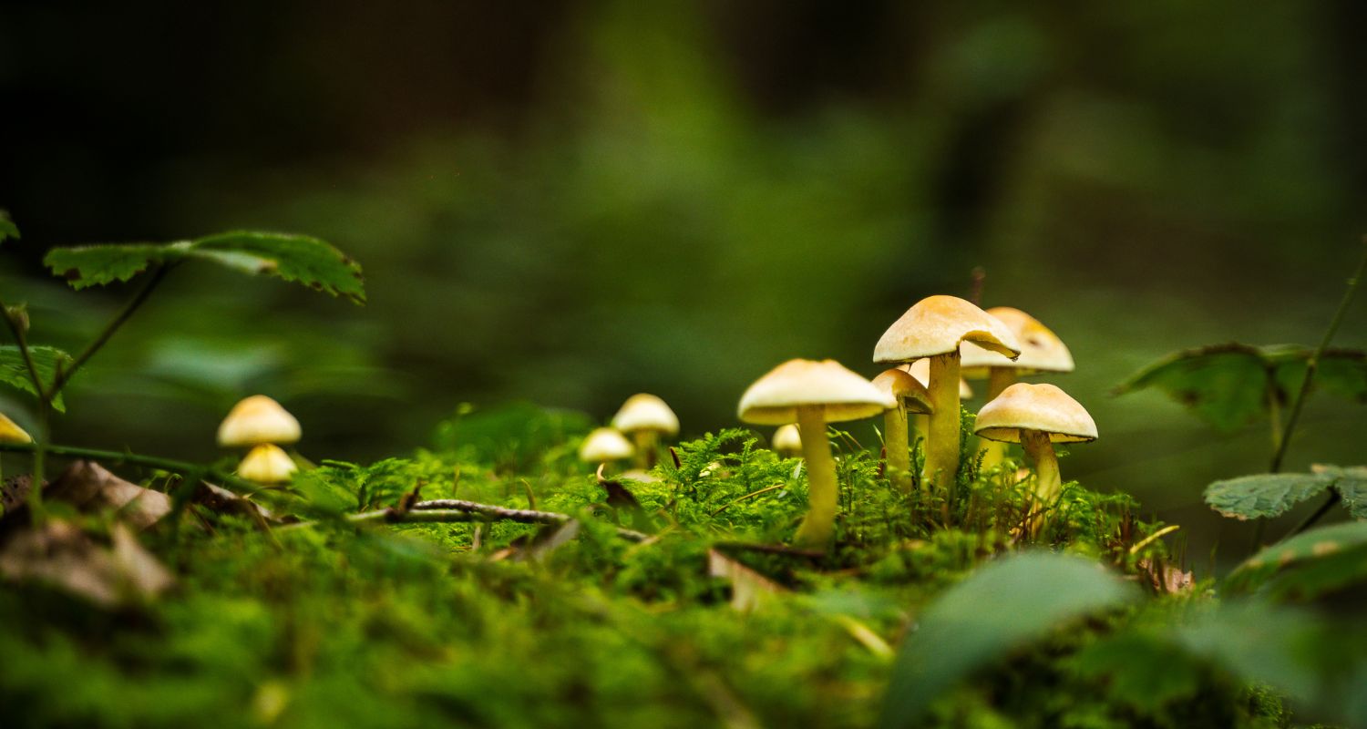 Nature restaurée