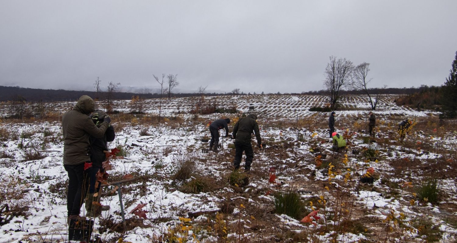 In some regions of France and Germany we plant during winter. 