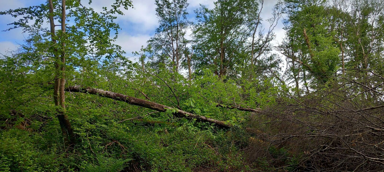 Tempête en forêt de Pont-de-Buis - EcoTree