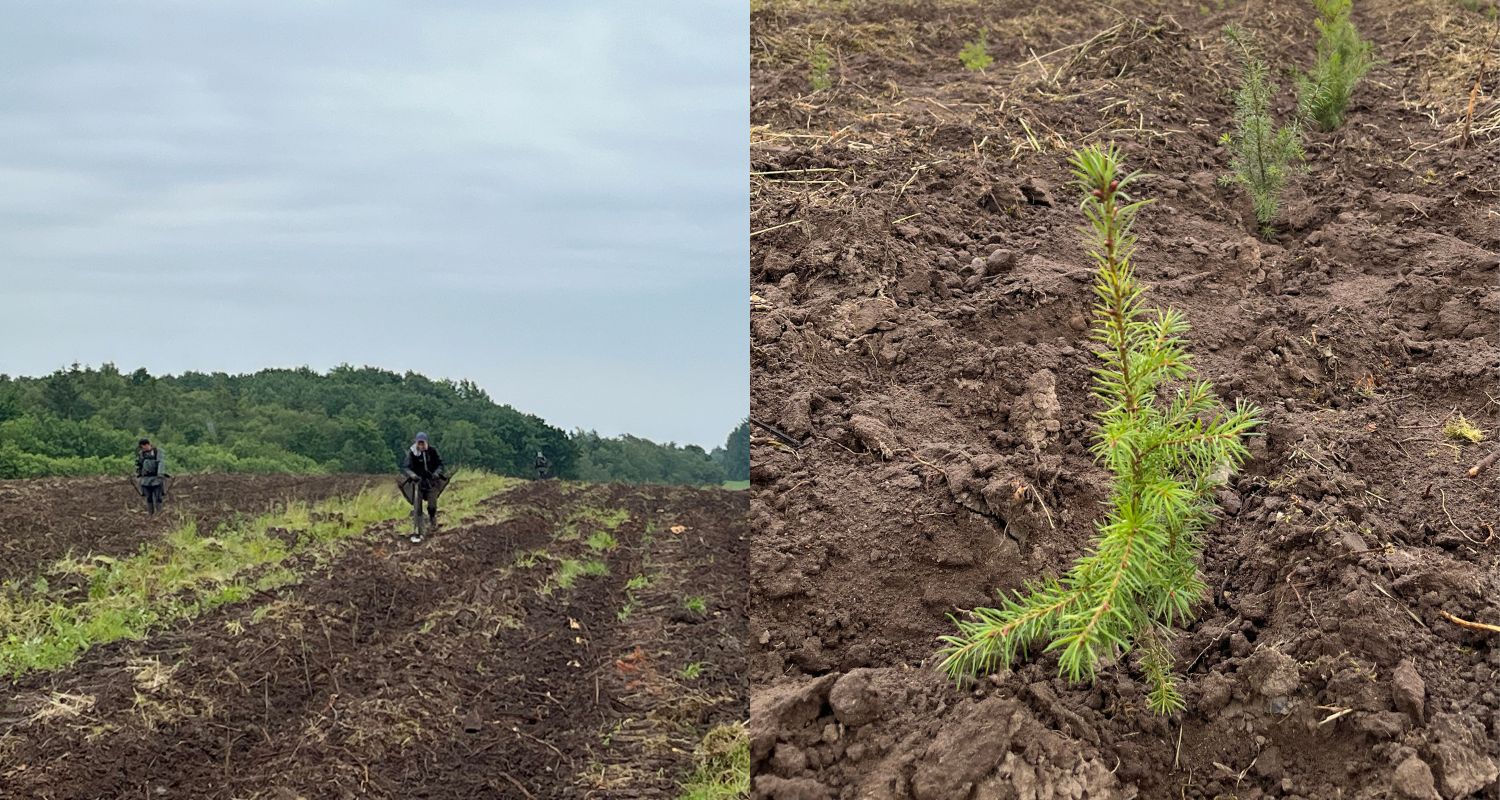 Pine trees planted in Nysum Forest