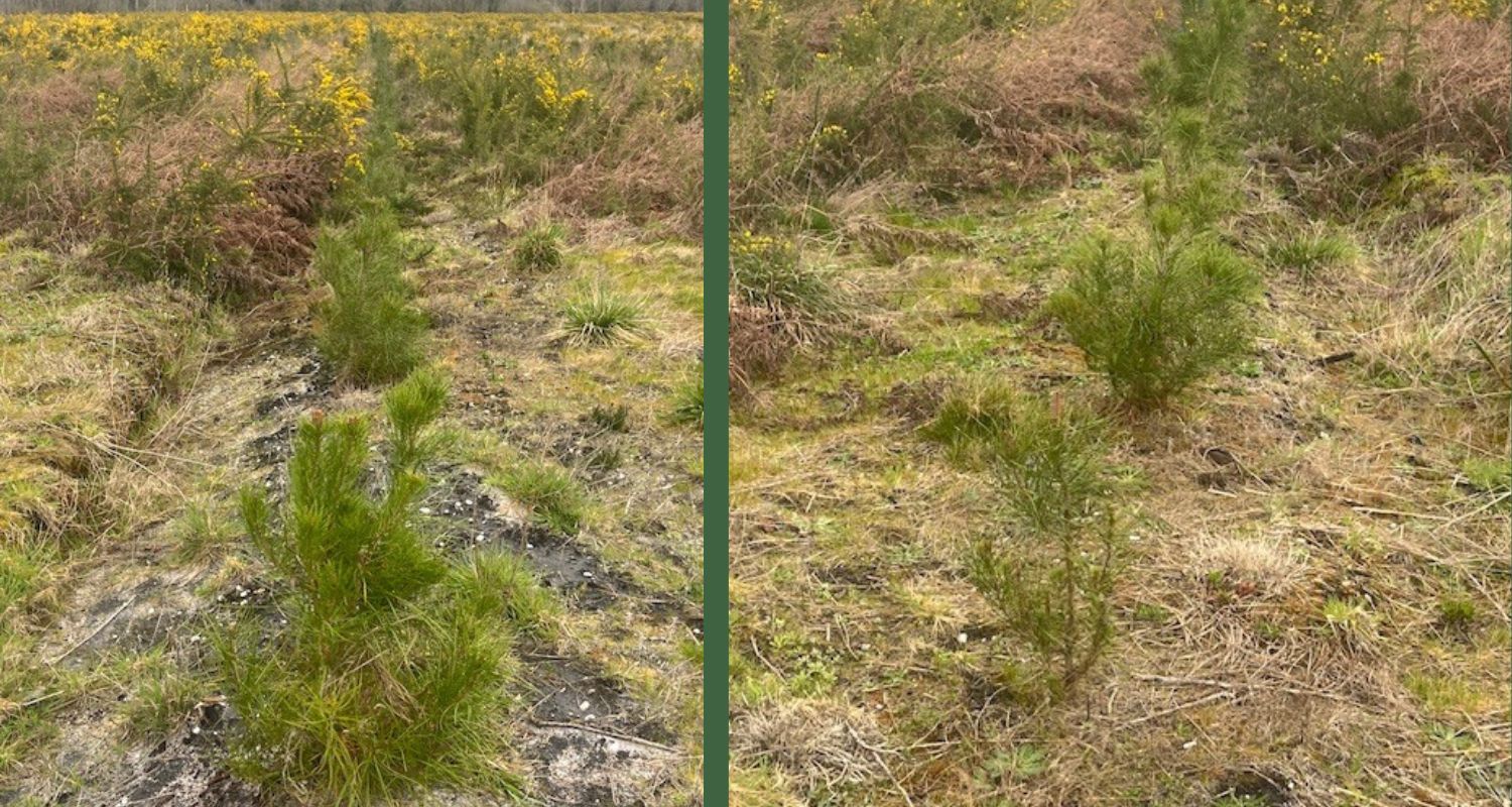Nouvelles forêt à Landiras en 2026