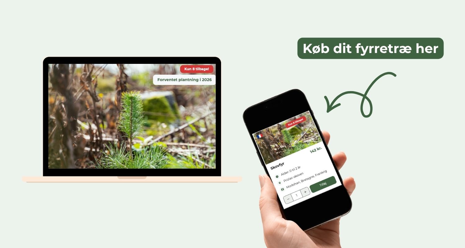 Køb dit første fyrretræ