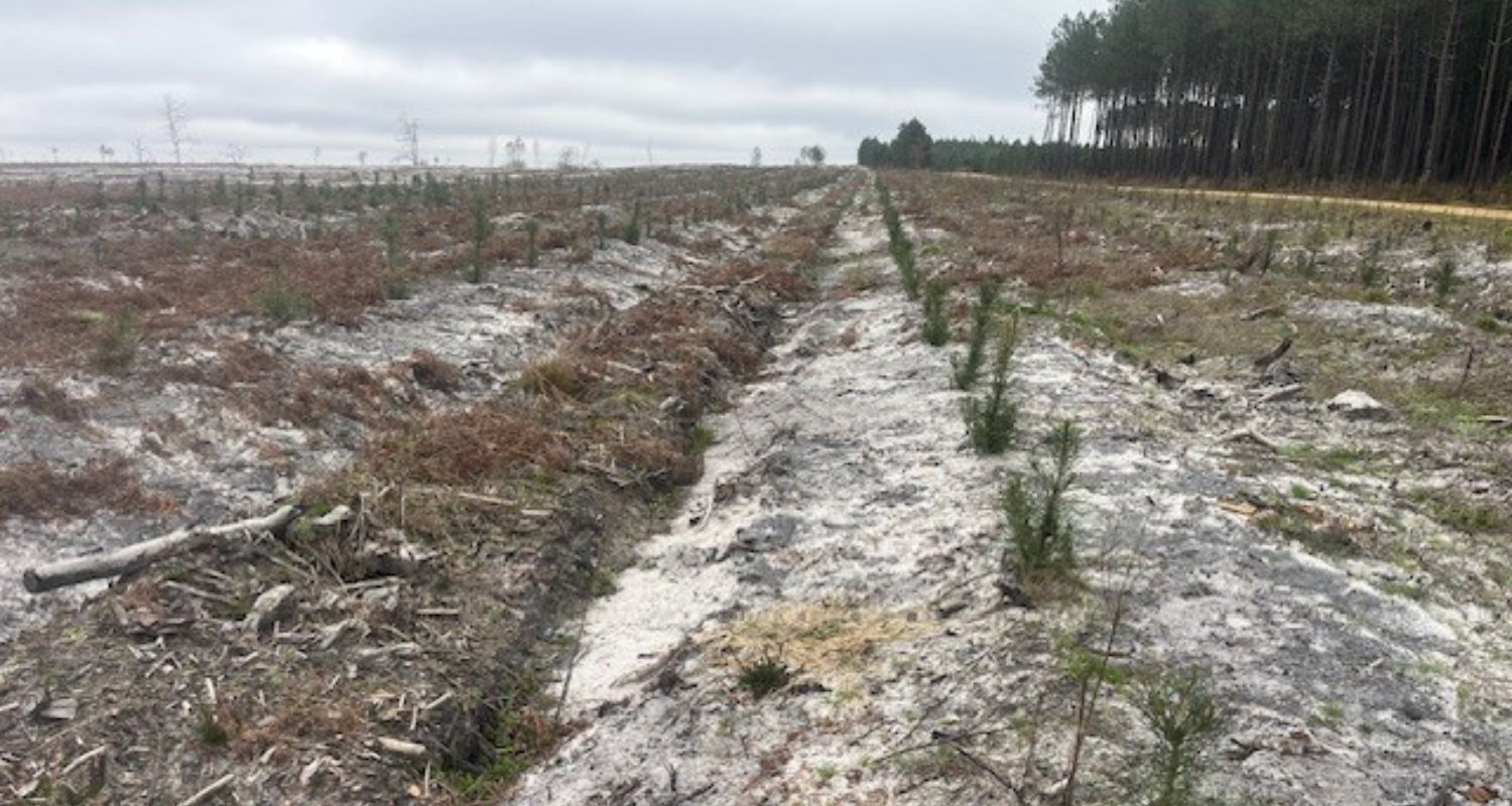 Nouvelle plantation à Landiras