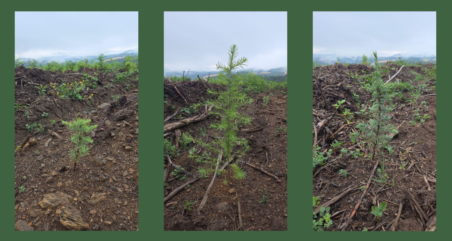 Plantation de forêt à Lacelle - EcoTree