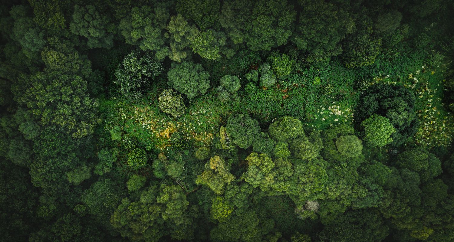 Forêt EcoTree