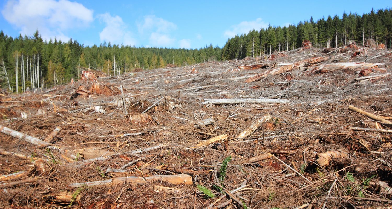 Example of deforestation