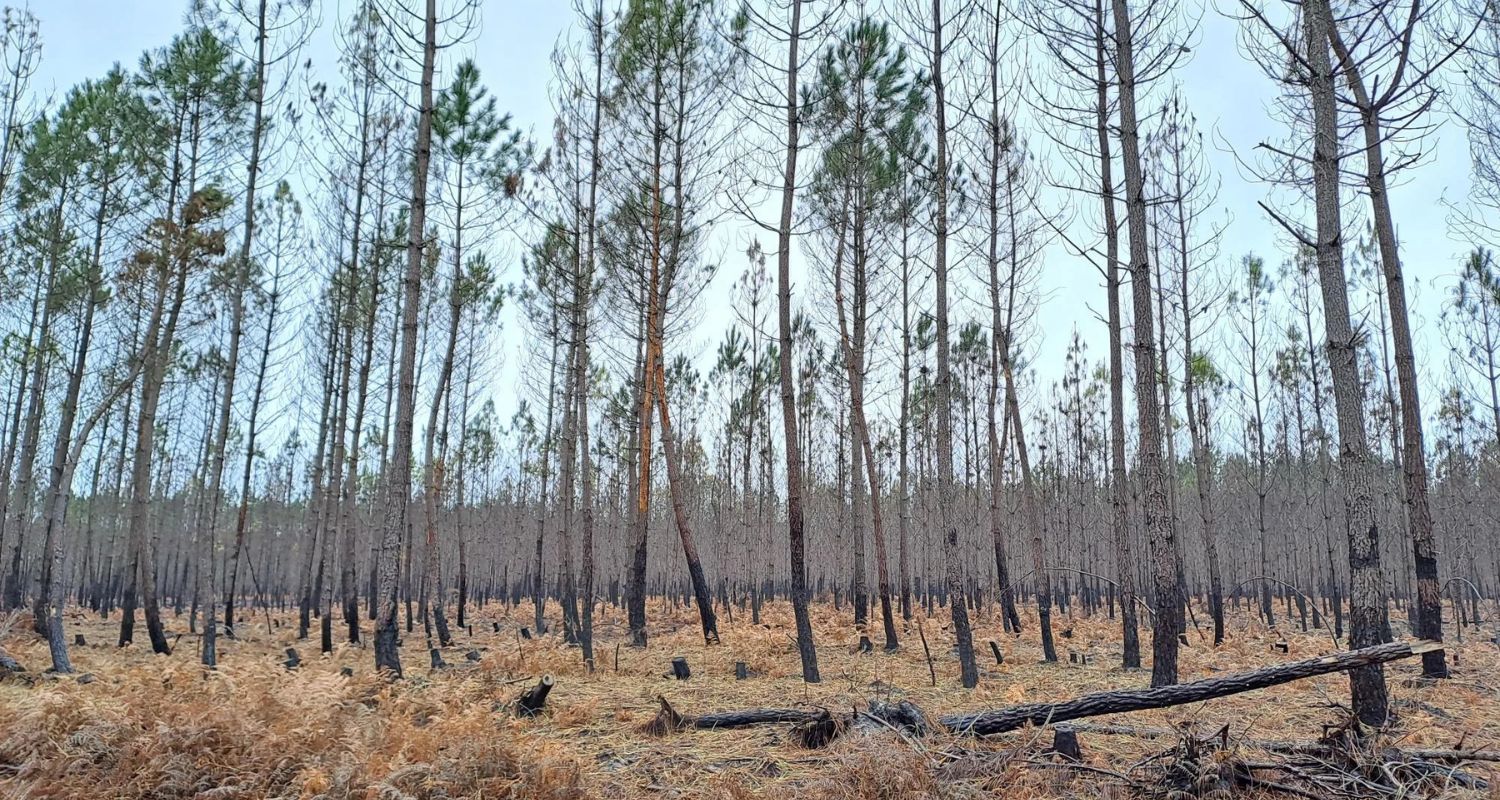 Forêt brulée à Landiras (Gironde)