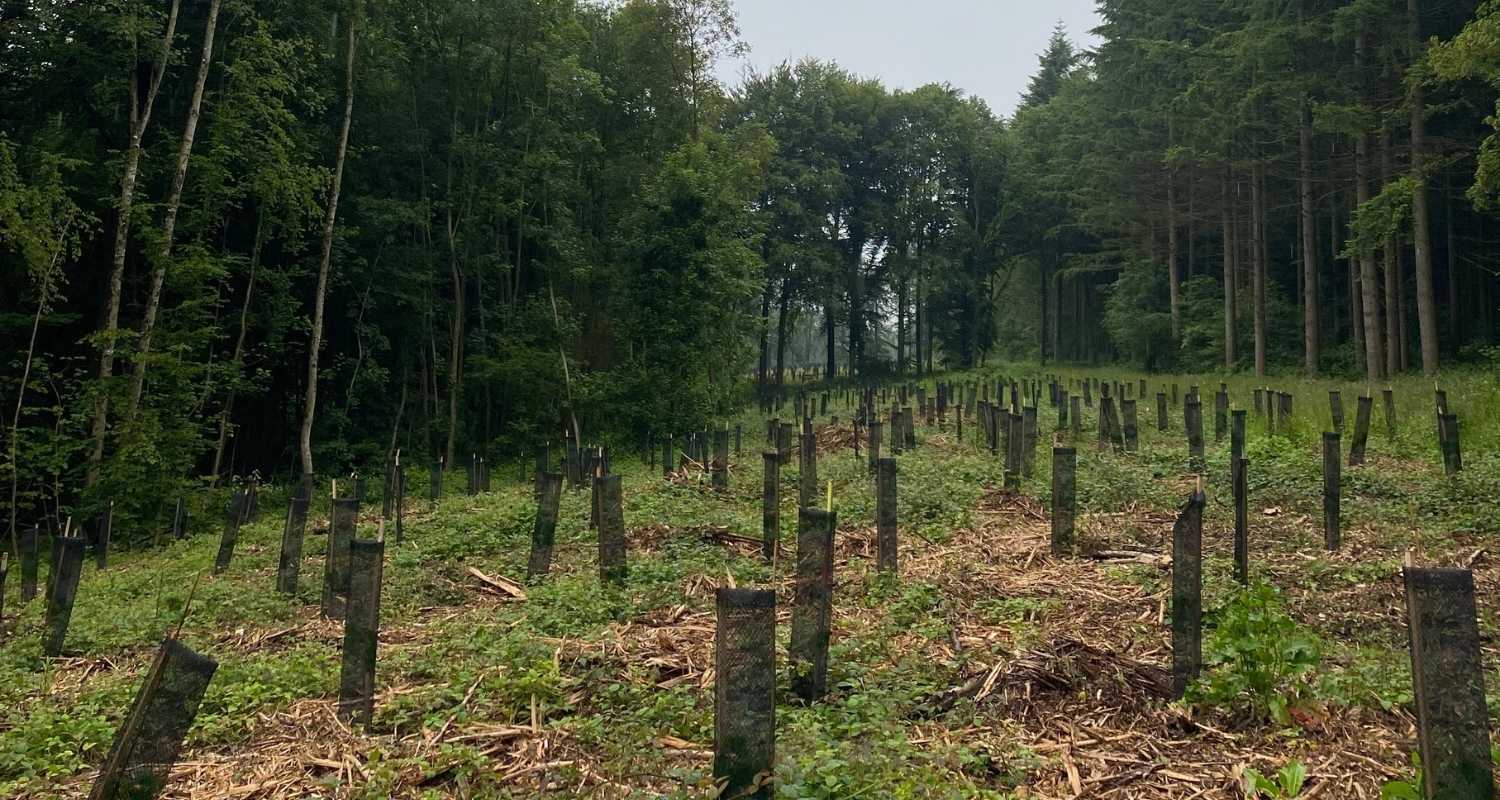 Example of a reforestation project 