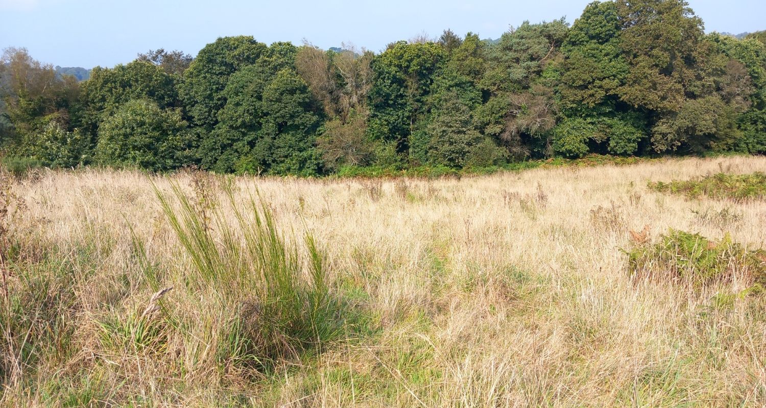 Jeune forêt