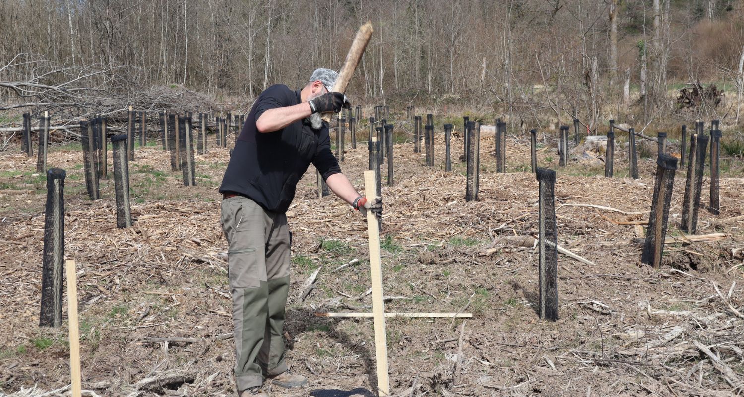 Piquet pour protection de plants en forêt
