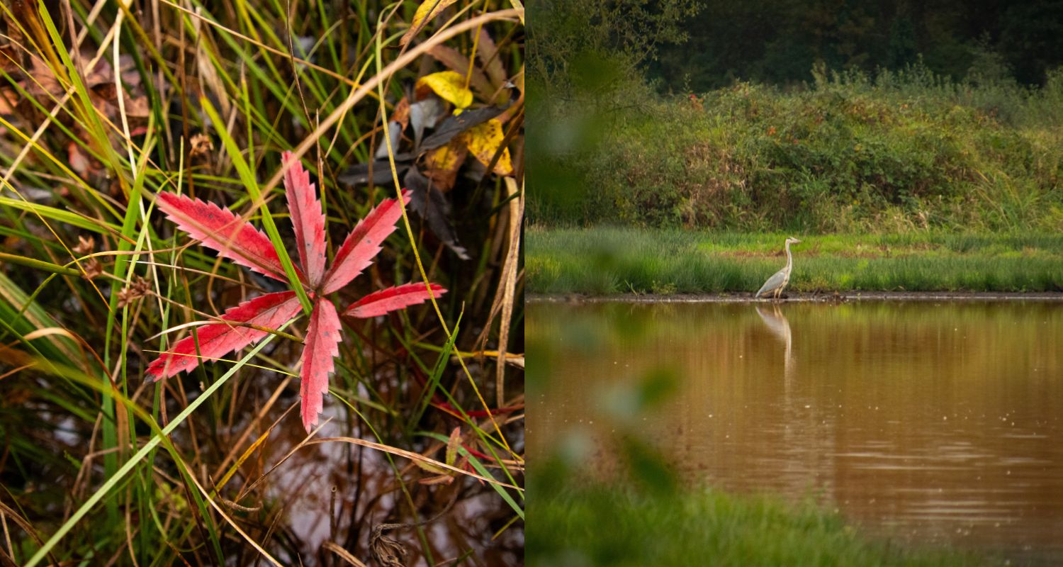 The flora and fauna in the Black Creek Valley in Belgium