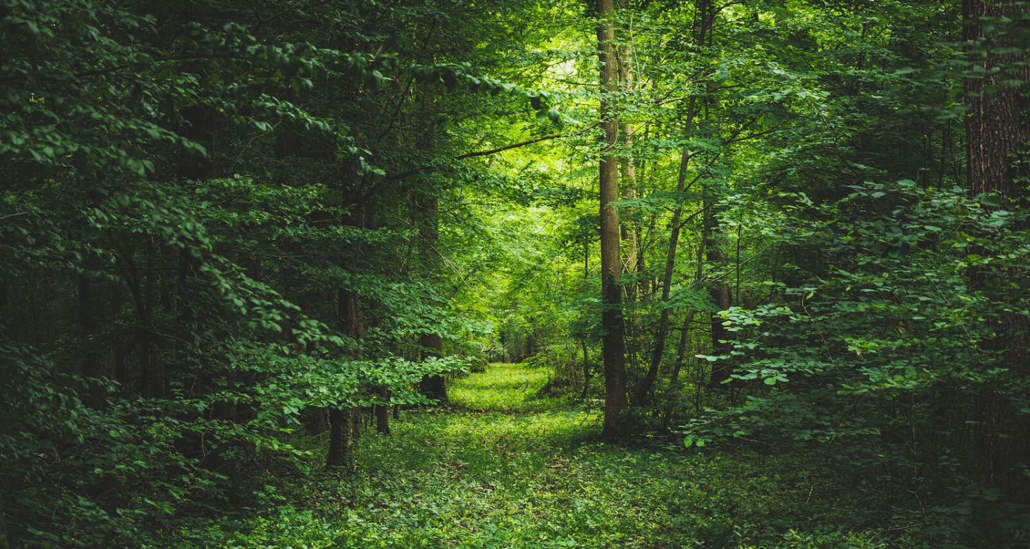 Foret de Pézarches