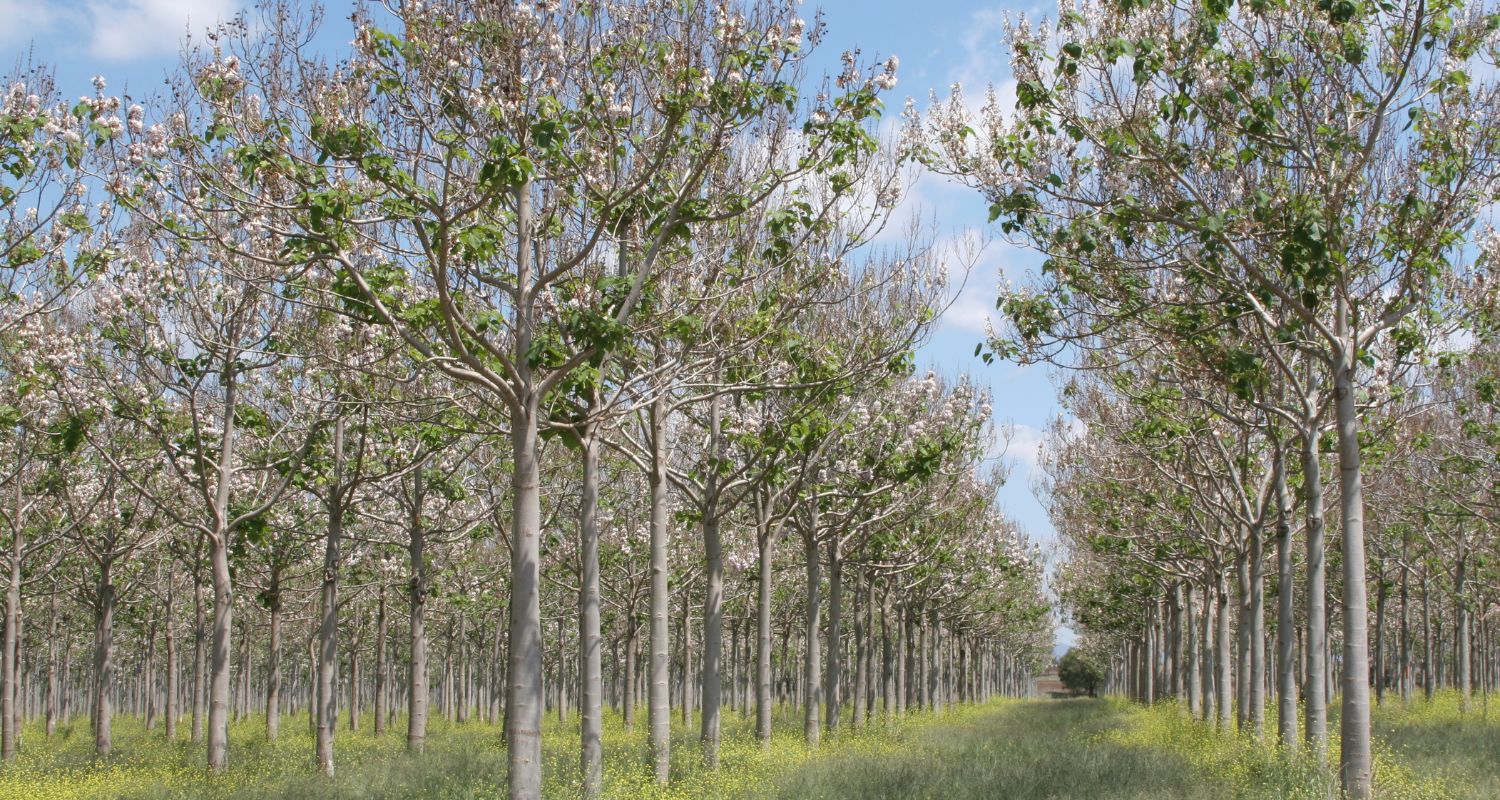 Culture de paulownias que l'on appelle arbre-miracle