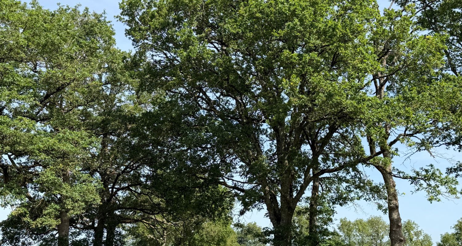 Forêt gérée par EcoTree à Peyrat de Bellac