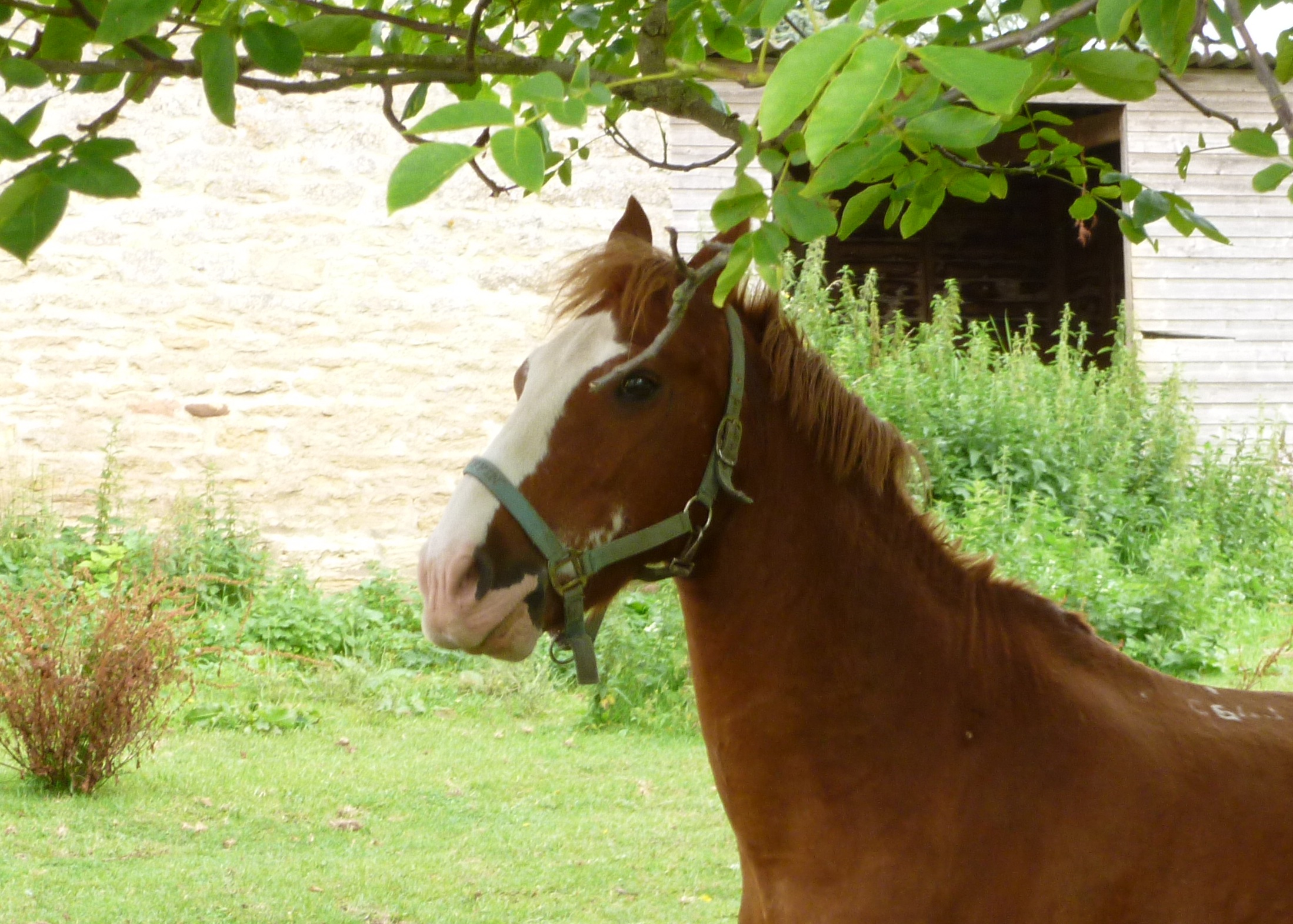 Equestrian online dating