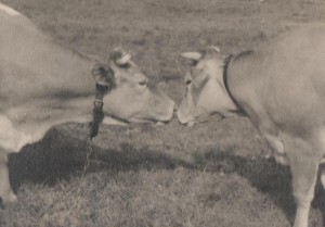 Dating in the Farming Community