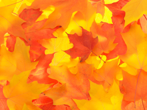 Outdoor Ideas October