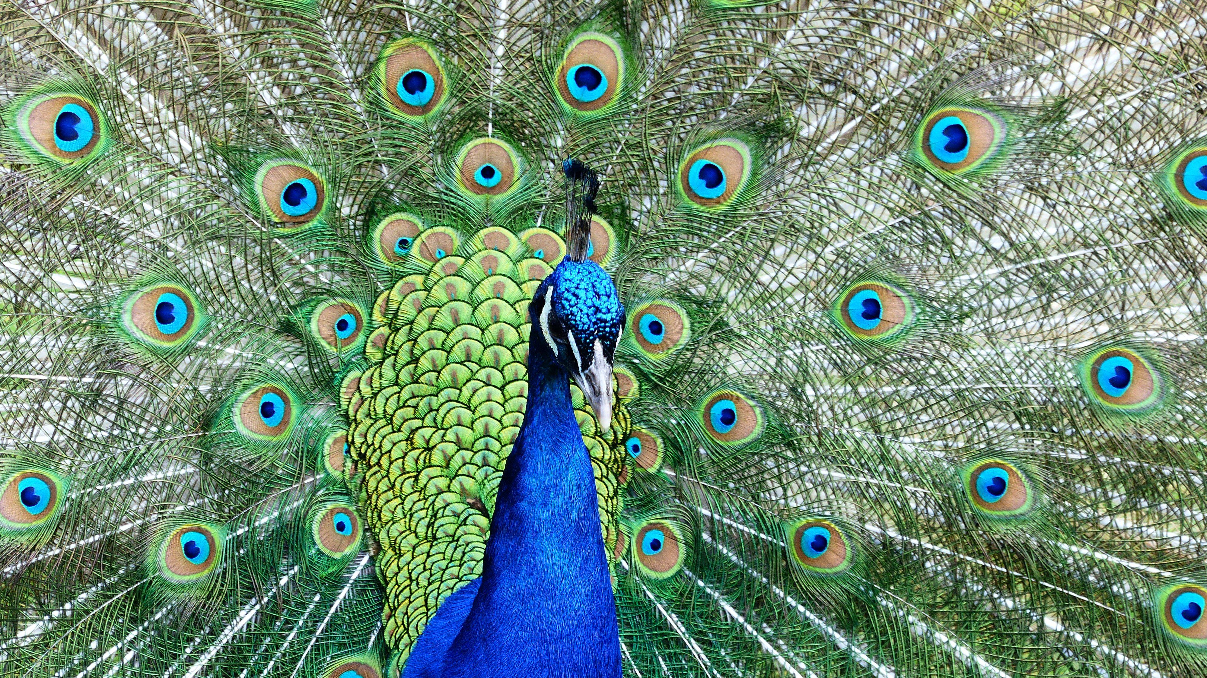 Peacocking Muddy Matches Dating Advice