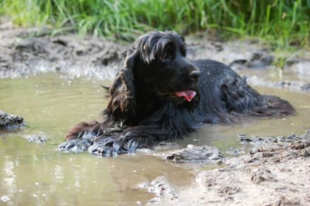 Dating for Dog Lovers