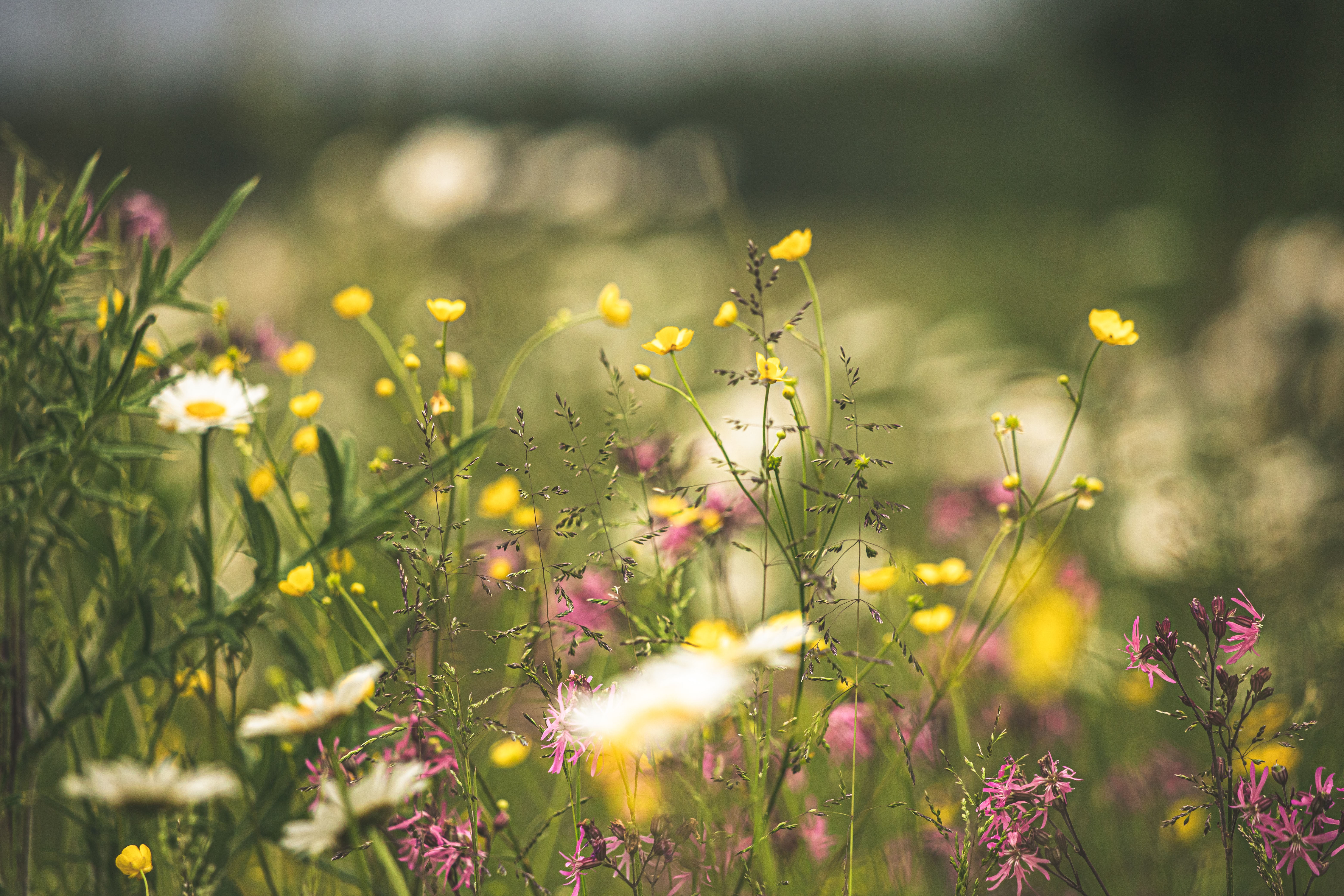 Countryside Pursuits For When You Stay At Home