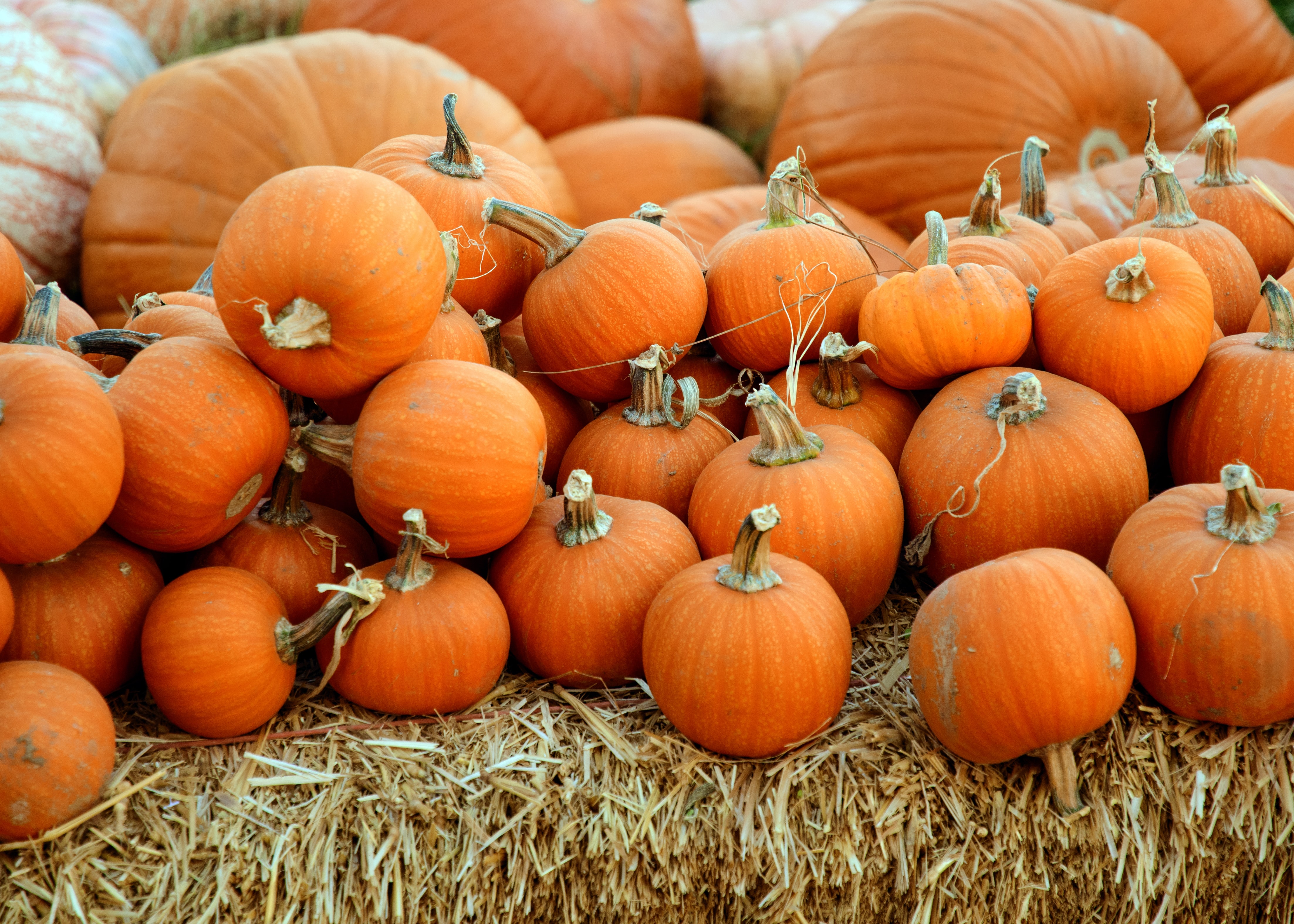Five Halloween Dating Ideas For Countryside Partners