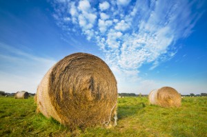 Meet Your Own First Time Farmers
