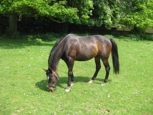 The Equestrian Dating Competition Winner is…