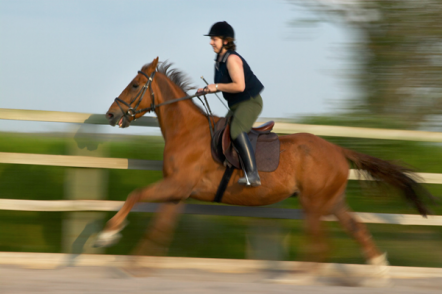 Calling All Horsey People
