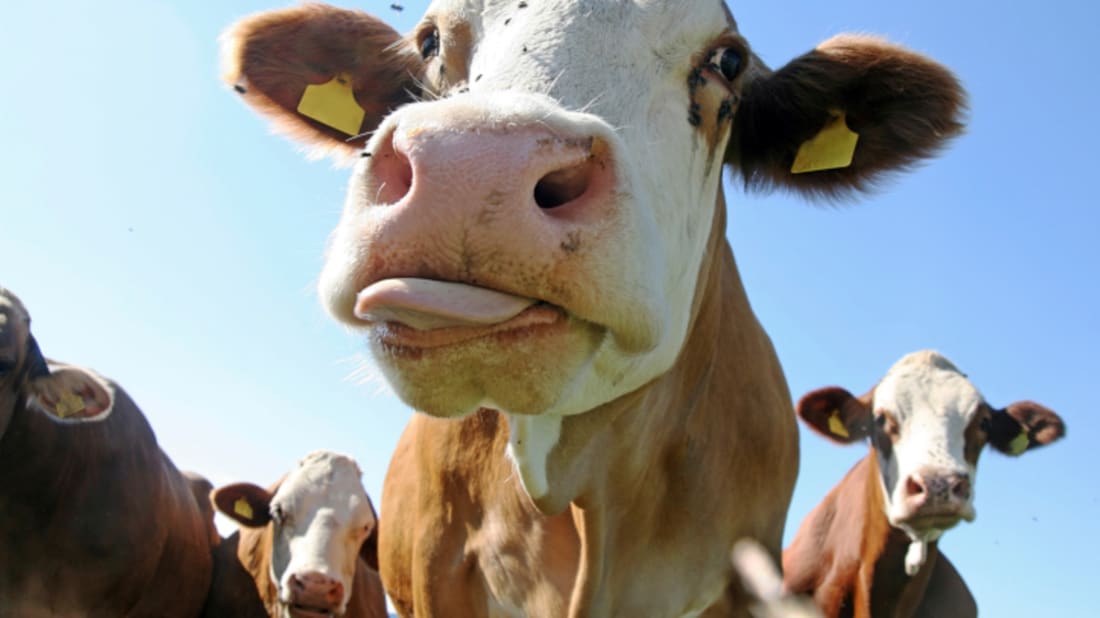 Could Belper’s ‘cattle cry’ against Covid-19 get any more muddy?