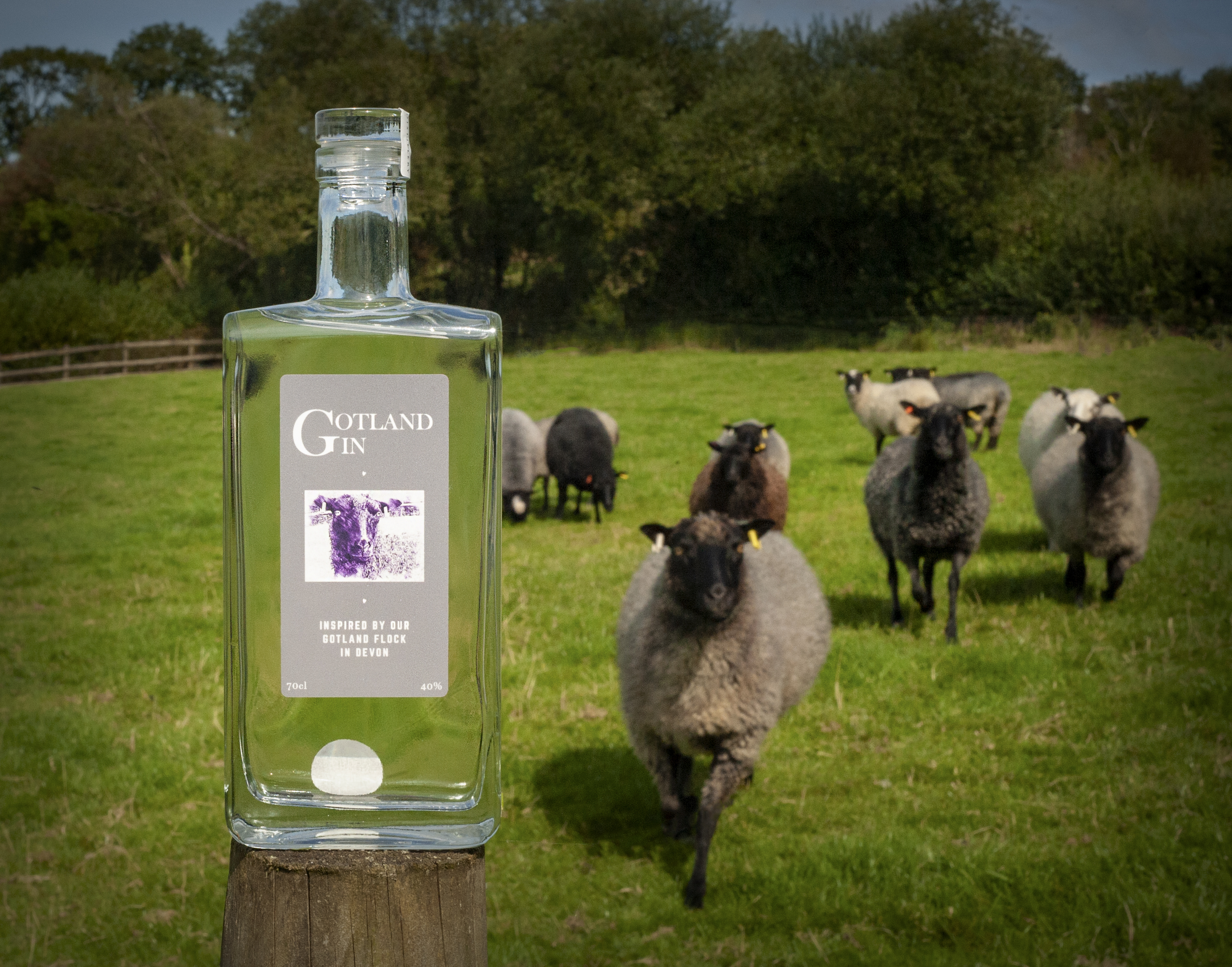 Muddy Matches offer on sheep-inspired Gotland Gin