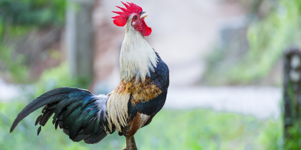 Rural smells and soundtrack protected by new French law.