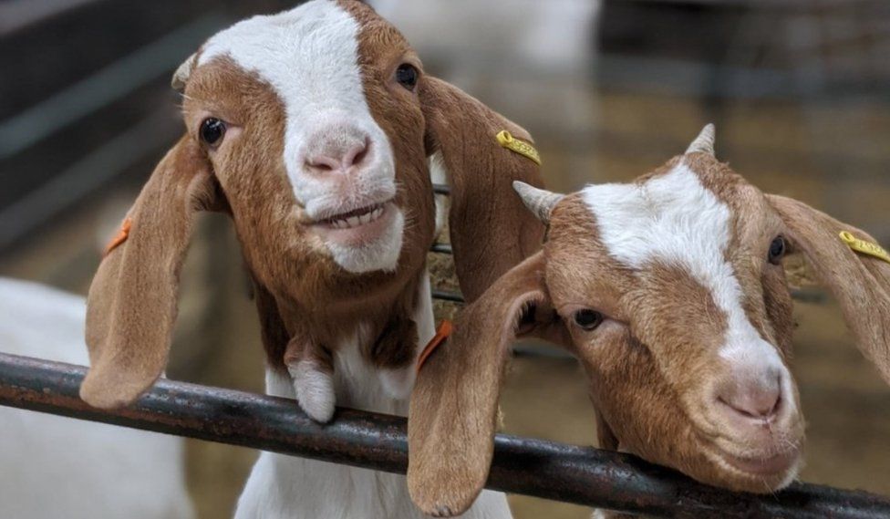 G.O.A.T zoom proves less gruff, more gold mine for farm