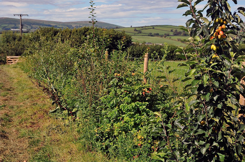 Countryside Store issues new ‘every sale plants a sapling’ initiative