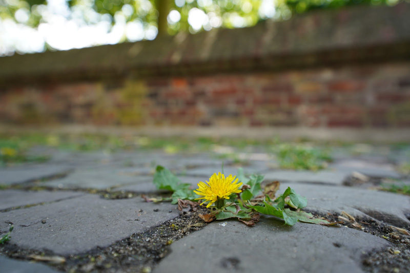Beispielbild 4 aufgenommen mit dem Tamron 17-28 mm F/2.8 Di III RXD für Sony E-Mount