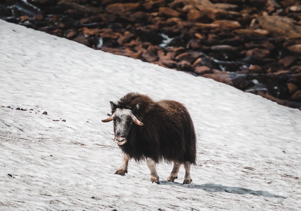 Ein Moschusochse aufgenommen mit dem Canon 400mm und dem 2x Telekonverter