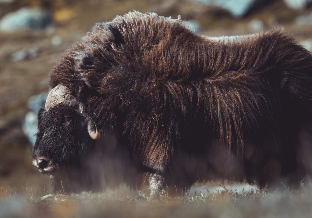 Ein Moschusochse aufgenommen von Wildlifefotograf Alessandro Sgro