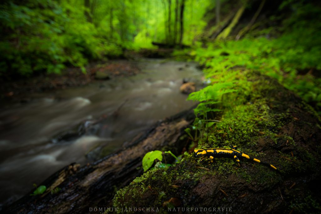 Feuersalamander bei Regen mit dem Nikon AF-S 18-35mm 3.5-4.5