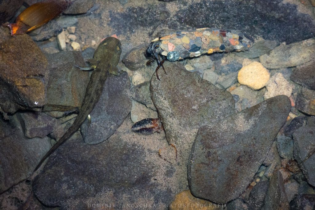 Larve des Feuersalamanders (links) neben einer Köcherfliege (rechts oben) mit dem Sigma HSM 150mm 2.8 Makro