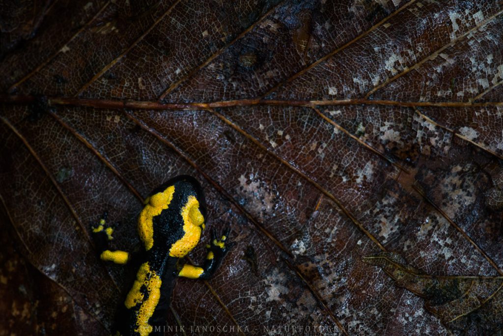 Junger Feuersalamander auf einem Blatt mit dem Sigma HSM 150mm 2.8 Makro
